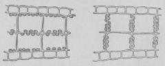 Fig. 5. <b<smalNågra celler ur “andmatens“ (Leman) blad, till vänster i mörker eller svag belysning, till höger i direkt solljus; strålarna tänkas infalla ofvanifrån.</smal