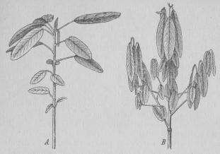 Fig. 6. <b<smalEn ärtväxt (Desmodium gyrans) i vaket (A) och sofvande tillstånd (B).</smal