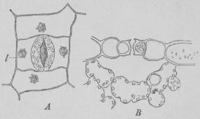 Fig. 3.<b<smalA en klyföppning i öppet tillstånd, med kringliggande öfverhudsceller;<bB samma klyföppning, genomskuren på tvären, med underliggande klorofyllförande celler. <b(240 gångers förstoring.)</smal