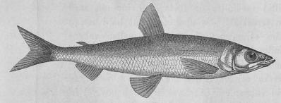 <smalIll. M. Westergren.</smal<bNors från Tschuktsch-halfön.<bOsmerus eperlanus <span class= <smalIll. M. Westergren.</smal<bNors från Tschuktsch-halfön.<bOsmerus eperlanus <span class=