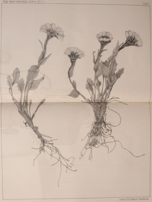                                                                                                 <smalCentral-Tryckeriet. Stockholm.</smal<bCineraria frigida Richards<bf. tomentosa Kjellm.