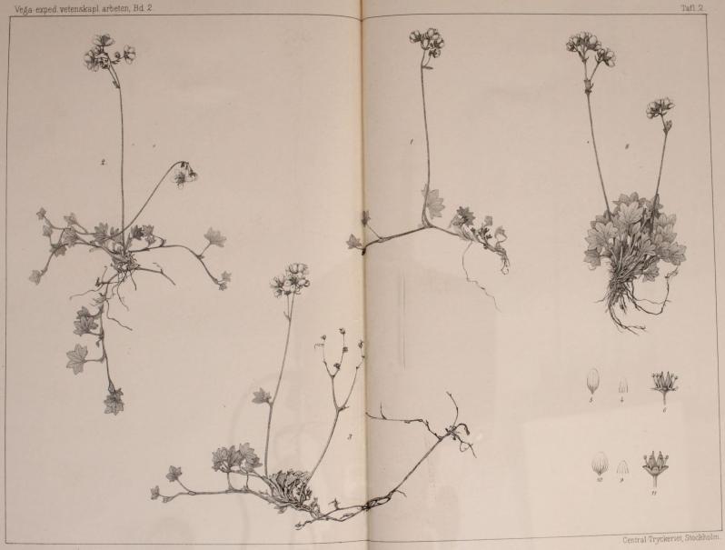                                                                                                                         <smalCentral Tryckeriet, Stockholm</smal<bSaxifraga neglecta Bray.<b1-6 f. stolonifera Kjellm. 8-13 f. contesta Kjellm.<b