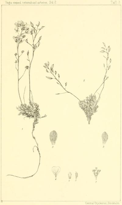 <smal                                                Central-Tryckeriet, Stockholm.</smal<bDraba Palanderiana Kjellm.