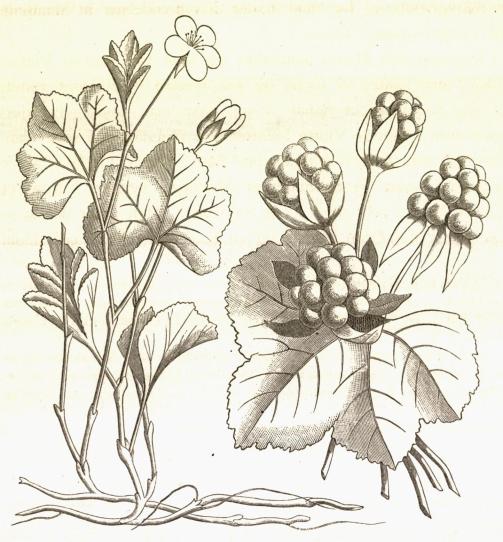 <biMultebær (Rubus Chamæmorus L.)</bi<bFrugt i naturlig Størrelse. Blomstrende Stængler formindskede.