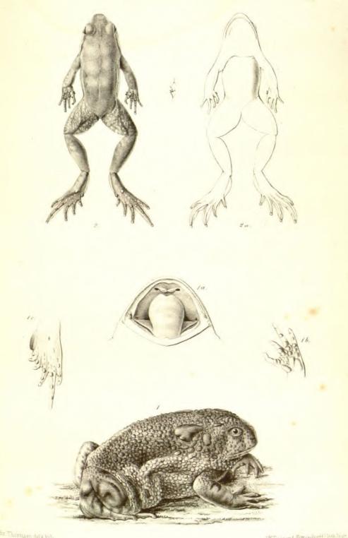 <smalill. Chr. Thorsman, del. & lith.&nbsp;&nbsp;&nbsp;&nbsp;&nbsp;&nbsp;&nbsp;&nbsp;I. W. Tegner & Kattendorff lith. Inst.</smal<b1 Odontophrynus cultripes R. L.&nbsp;&nbsp;&nbsp;&nbsp;&nbsp;&nbsp;&nbsp;&nbsp;2 Tarsopternes trarchystomus R. L.