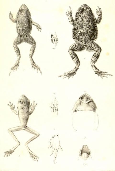<smalIll. Chr Thorsman, del. & lith.&nbsp;&nbsp;&nbsp;&nbsp;&nbsp;&nbsp;&nbsp;&nbsp;I. W. Tegner & Kattendorff lith. Inst.</smal<b3. Gomphobates notatus R. L.&nbsp;&nbsp;&nbsp;&nbsp;&nbsp;&nbsp;&nbsp;&nbsp;4. Gomphobates marmoratus R. L.&nbsp;&nbsp;&nbsp;&nbsp;&nbsp;&nbsp;&nbsp;&nbsp;5. Hylella punctatissuma R. L.