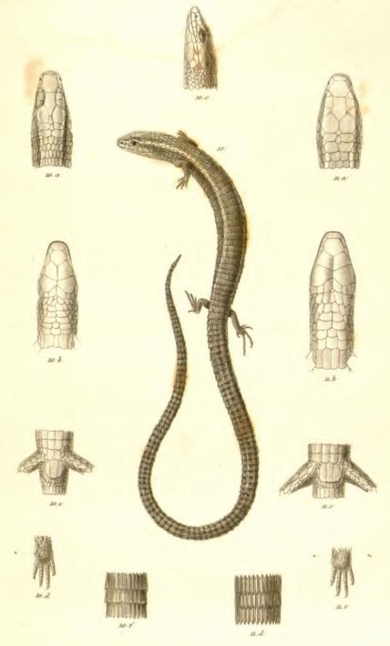10. Heterodactylus Lundhi R. L.&nbsp;&nbsp;&nbsp;&nbsp;&nbsp;&nbsp;&nbsp;&nbsp;11. H. imbricatur Spix.