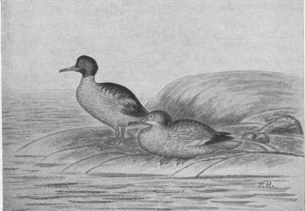 Illustration.