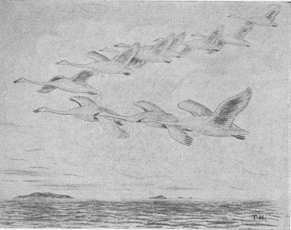 Illustration.