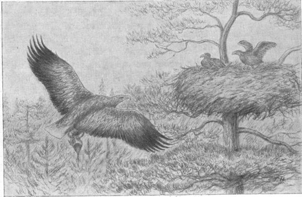 Illustration.
