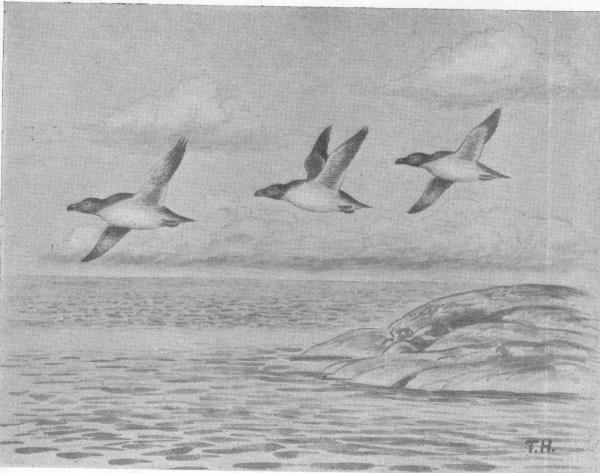 Illustration.