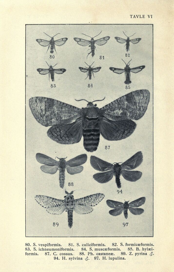 scanned image