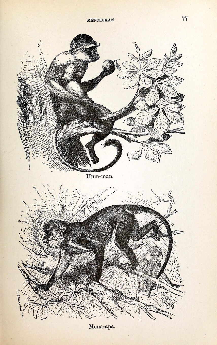 scanned image