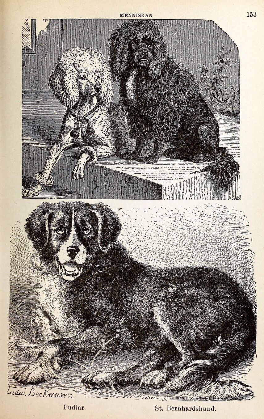 scanned image