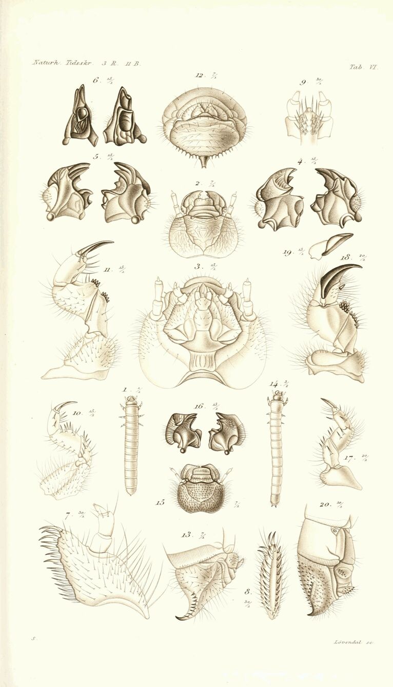 scanned image
