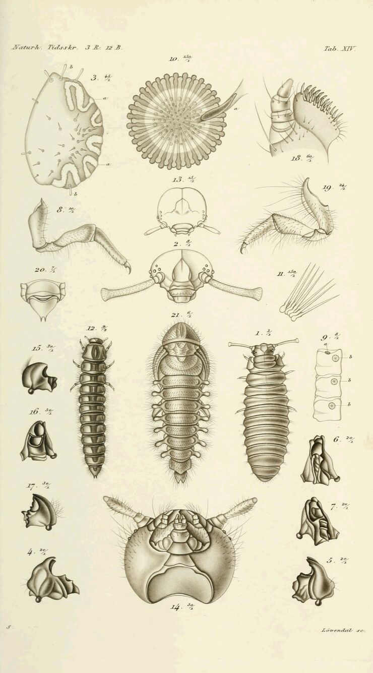 scanned image