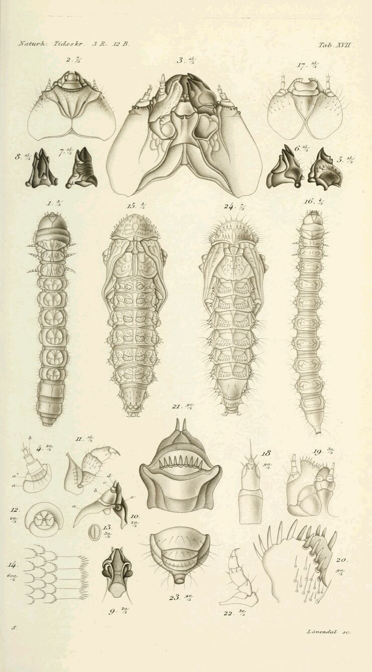 scanned image
