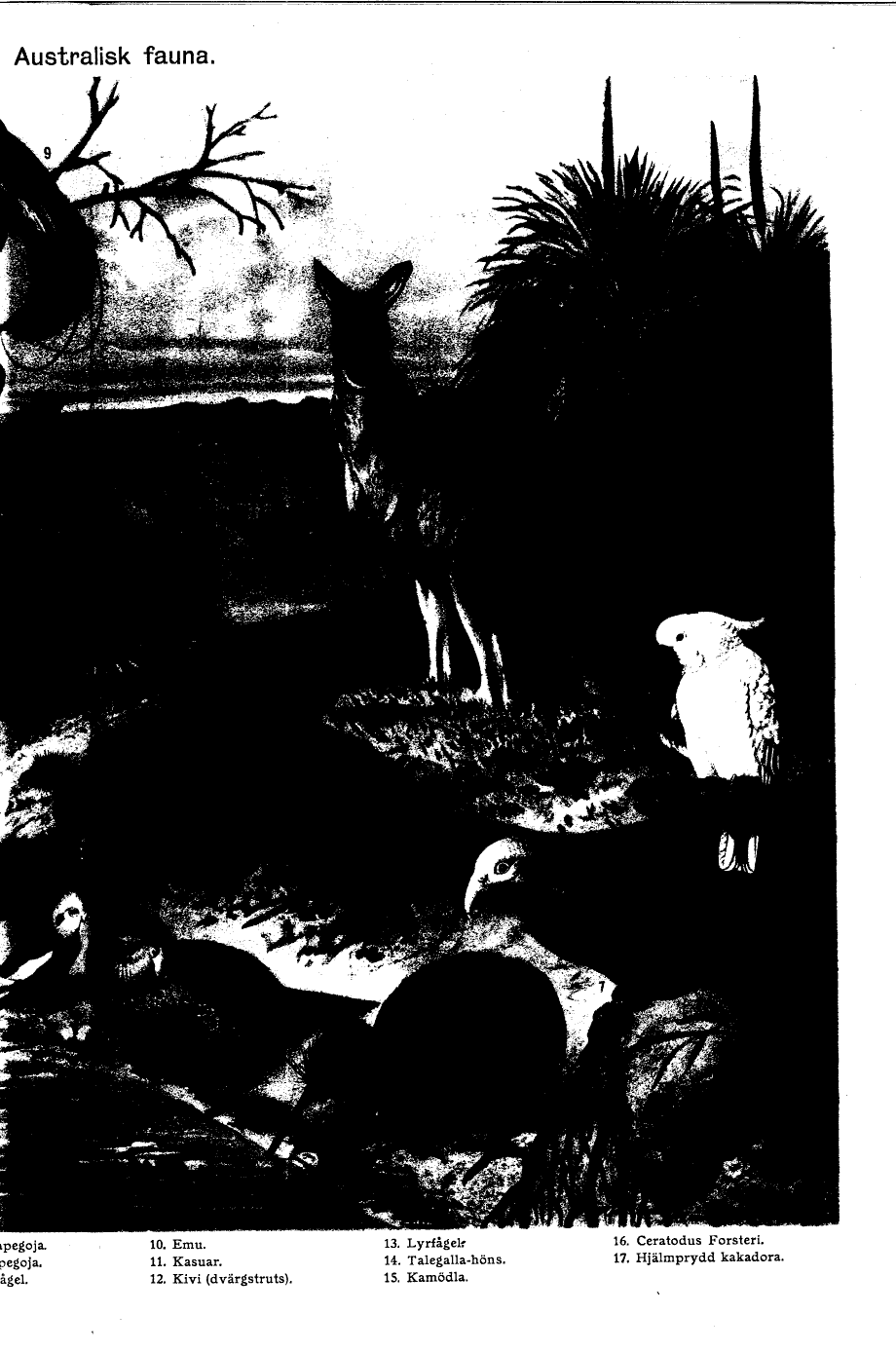 scanned image