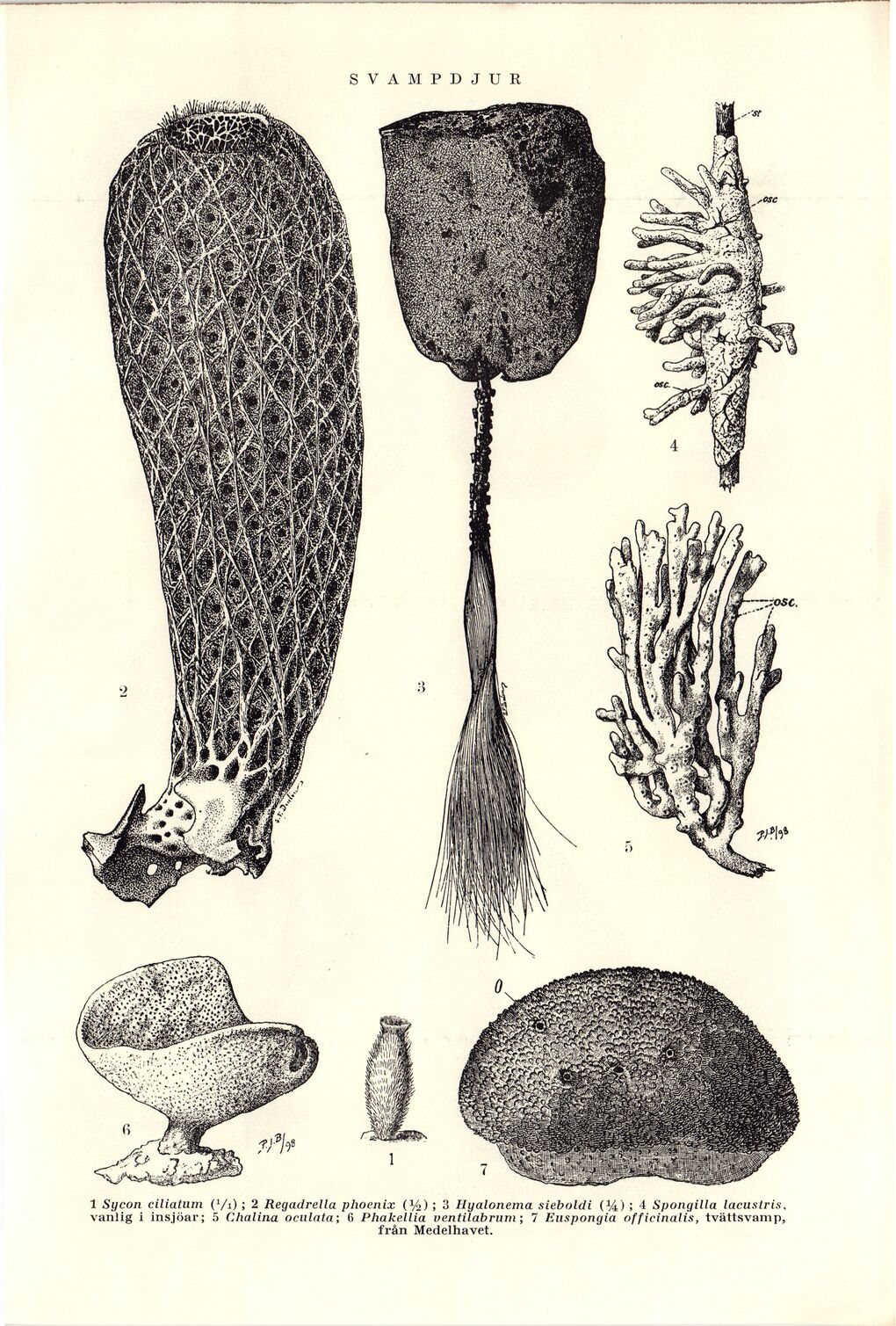 scanned image