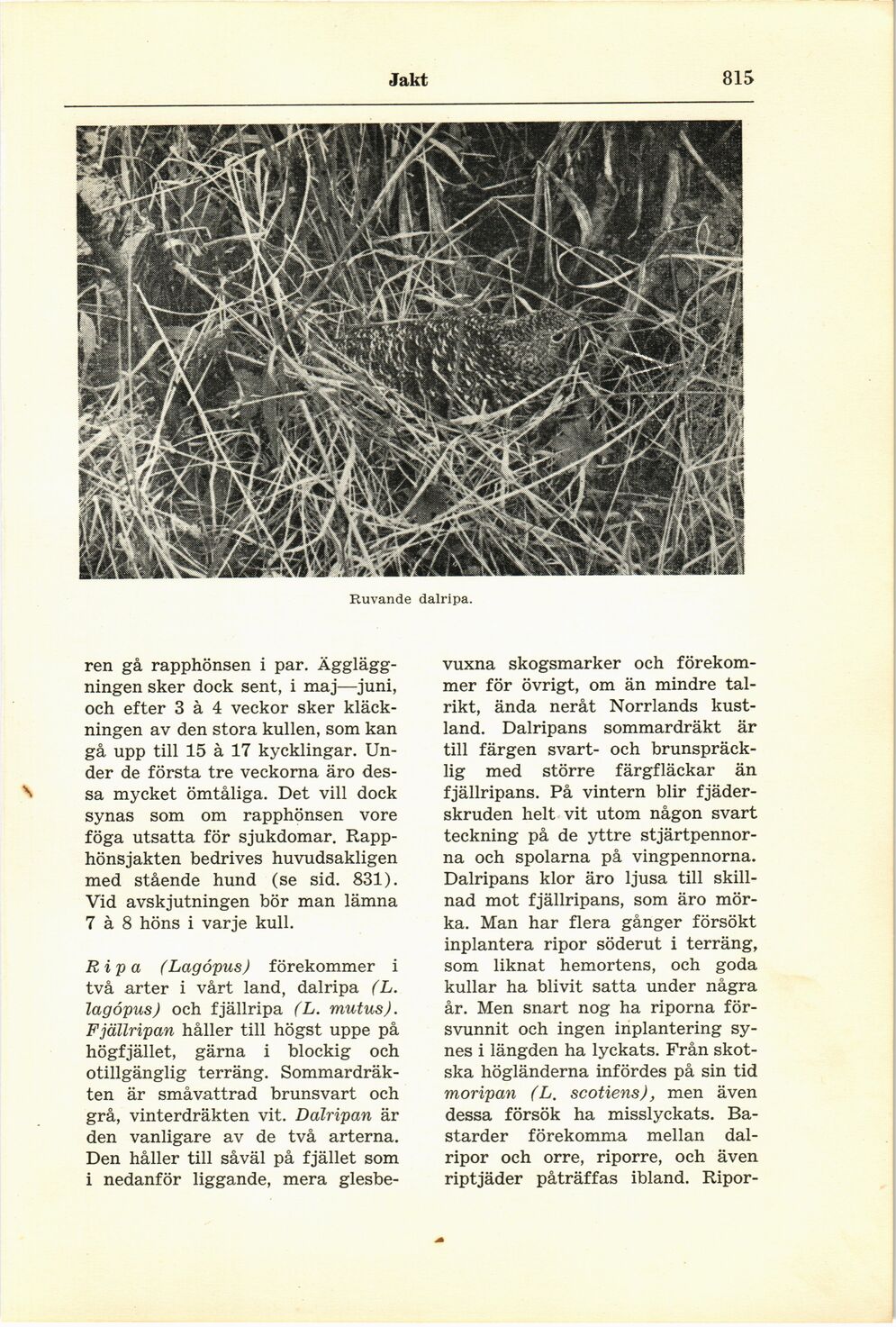 scanned image