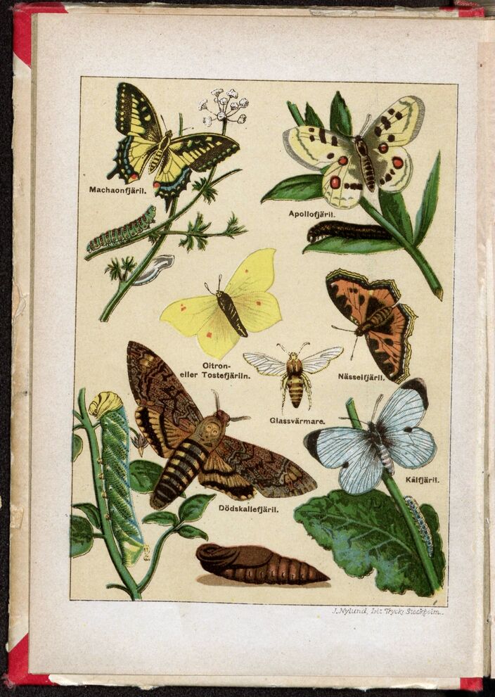 scanned image
