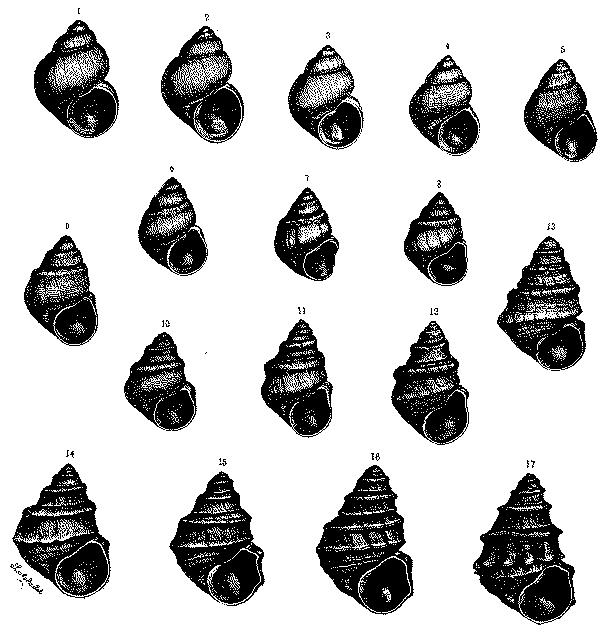 Fig. 10.