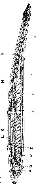 Fig. 18b.