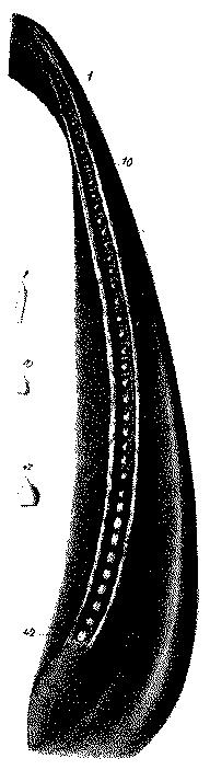 Fig. 244.