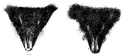 Fig. 245.