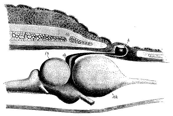 Fig. 250.