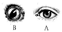 Fig. 251.