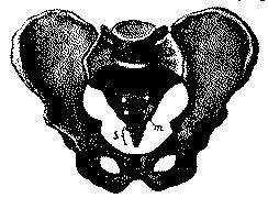 Fig. 253.