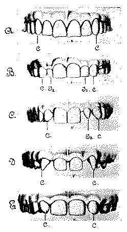 Fig. 261.