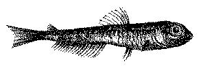 Fig. 9.